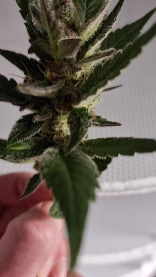Sweet Seeds Red Gorilla Girl XL Auto