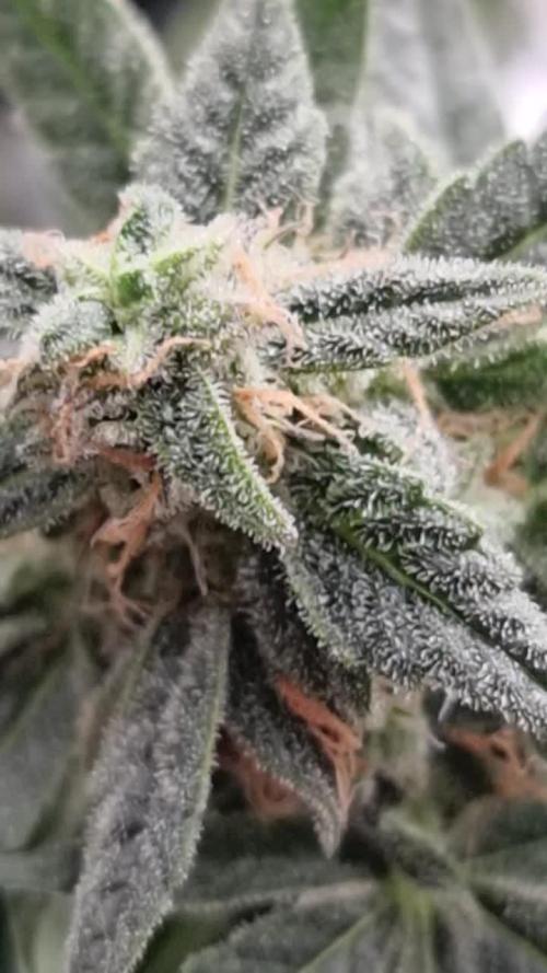 Runtz f1 auto  zamnesia