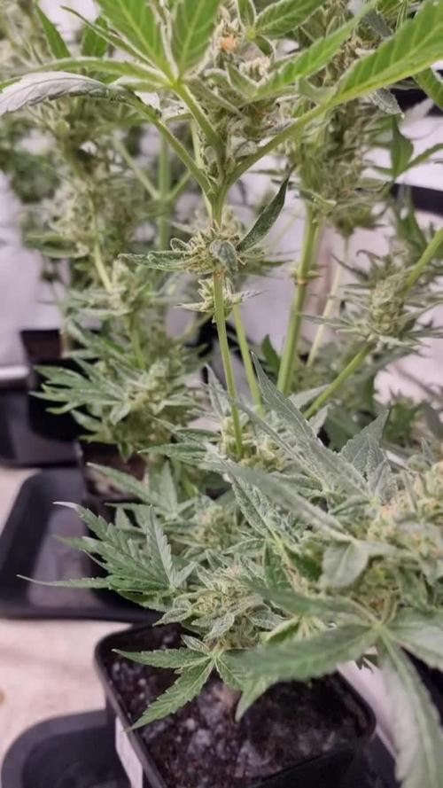 Sweet seeds Red Mimosa xl auto