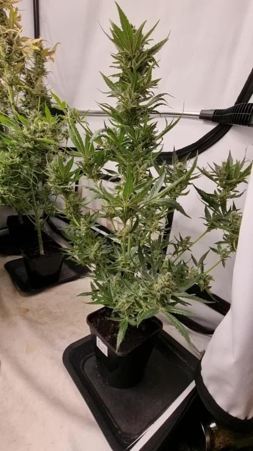 Sweet seeds Red Mimosa xl auto