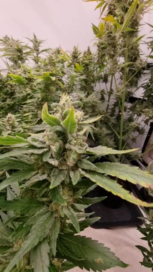 Zamnesia three strain grow.