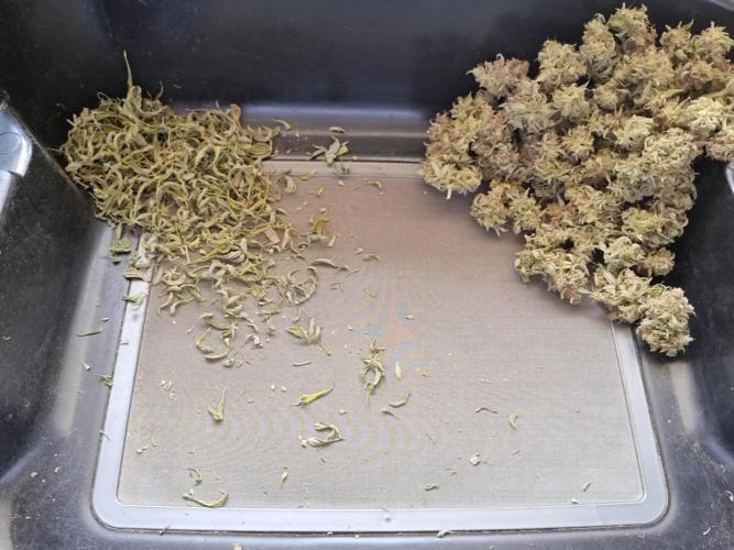 Zamnesia three strain grow.