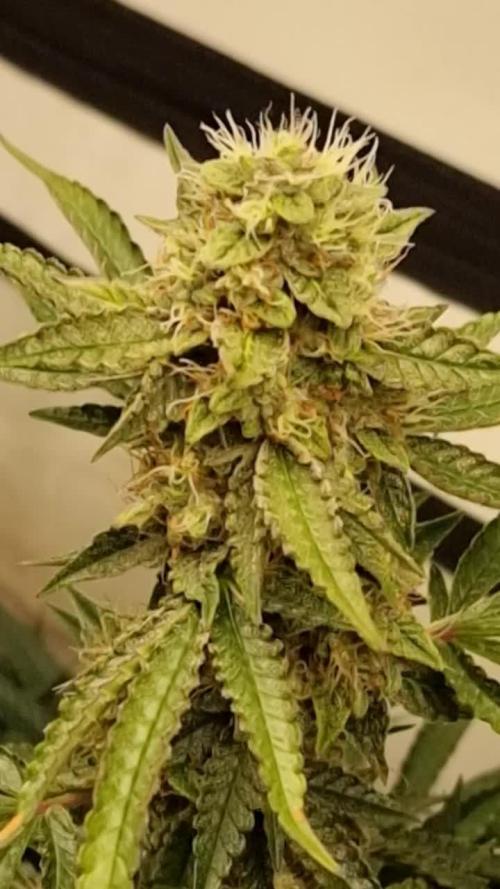 Zamnesia F1 auto pineapple express