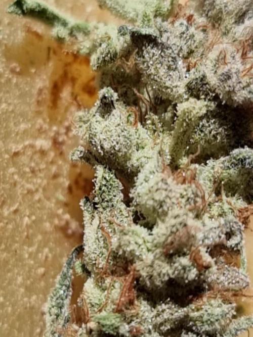 Zamnesia three strain grow.