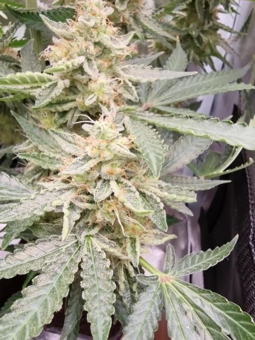 Zamnesia F1 auto pineapple express