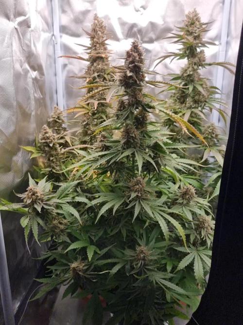 Zamnesia F1 auto pineapple express