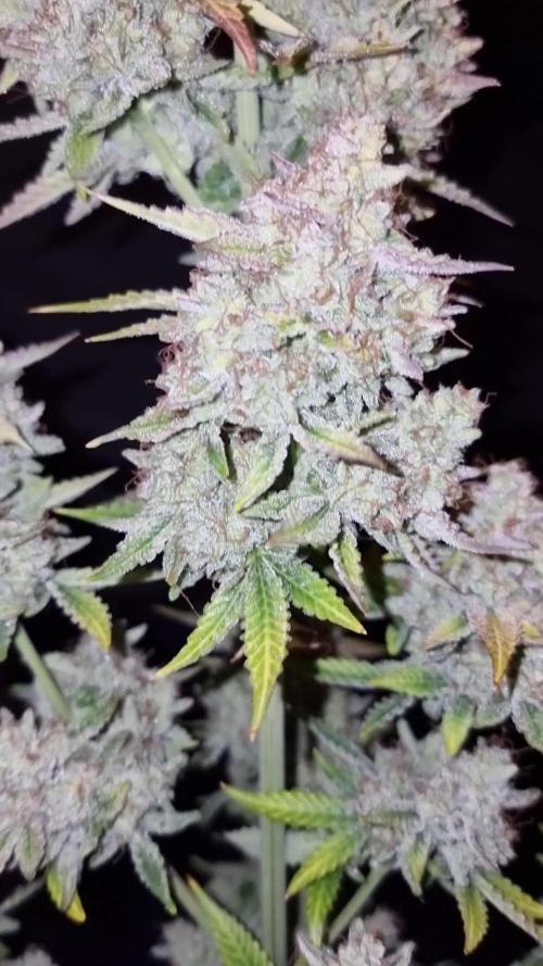 Zamnesia F1 auto pineapple express