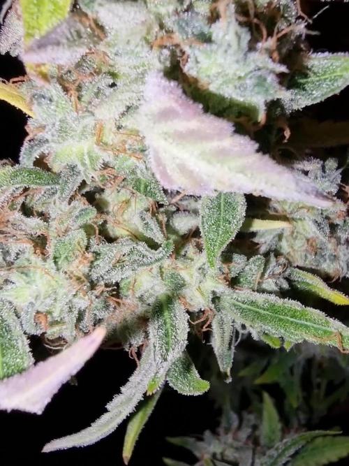 Zamnesia F1 auto pineapple express