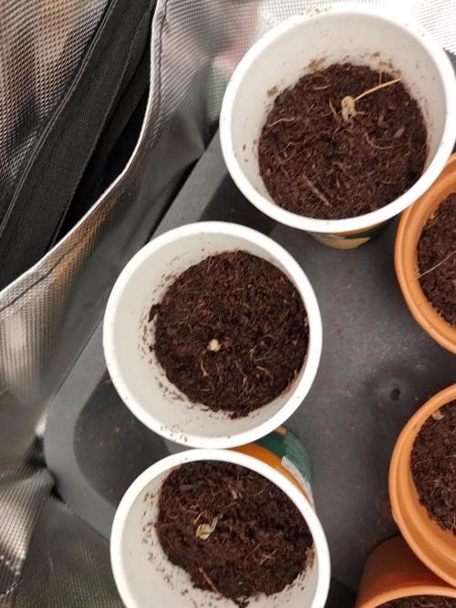 Sweetseeds strawberry cola