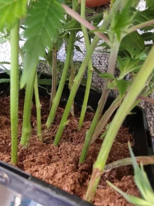 LCG Barney's farm and Backpack boys