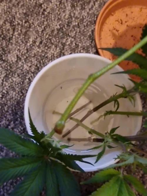 Monster cropped. Lemon cherry gelato