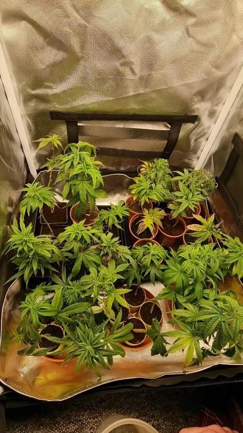 Monster cropped. Lemon cherry gelato