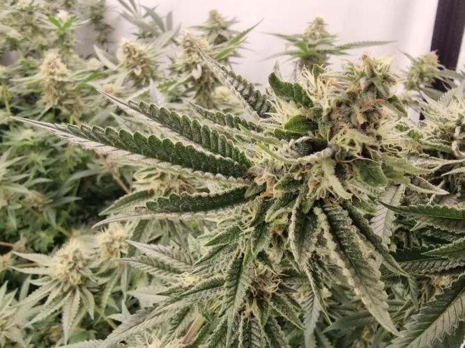 Sweetseeds strawberry cola