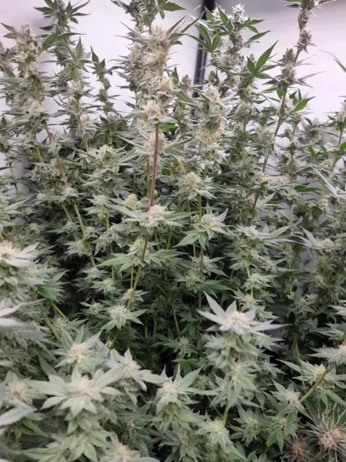 LCG Barney's farm and Backpack boys