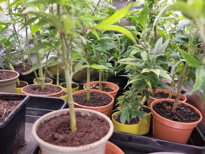 Monster cropped. Lemon cherry gelato