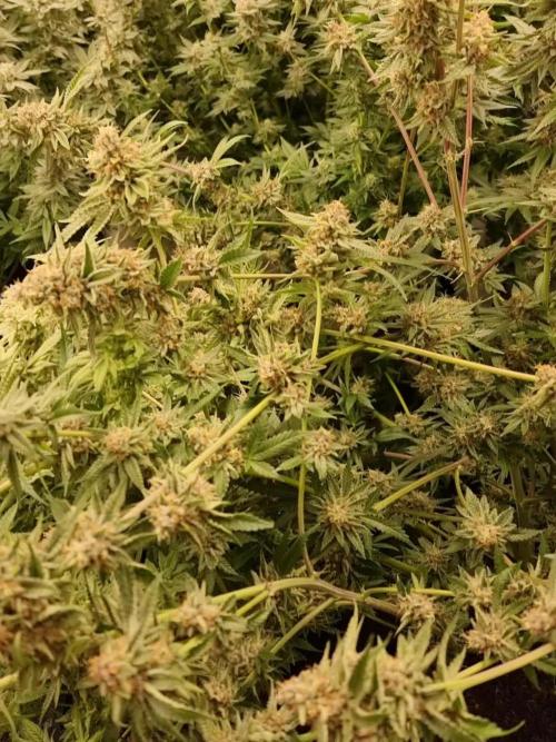 Sweetseeds strawberry cola