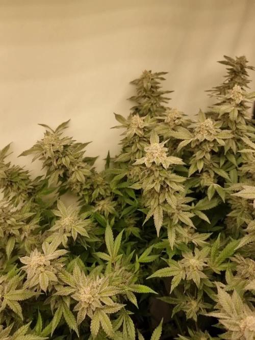 LCG Barney's farm and Backpack boys