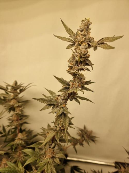 LCG Barney's farm and Backpack boys. Week 17