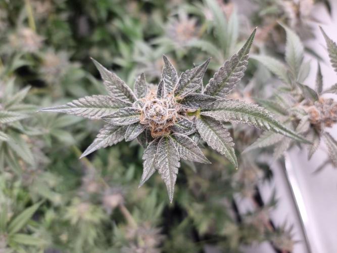 LCG Barney's farm and Backpack boys. Week 17