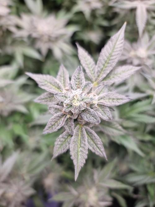 LCG Barney's farm and Backpack boys. Week 17