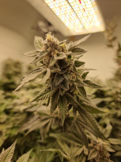 LCG Barney's farm and Backpack boys. Week 17