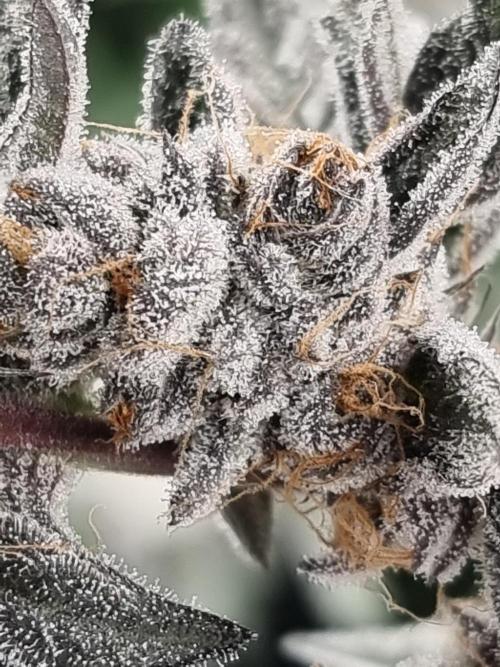 LCG Barney's farm and Backpack boys. Week 17