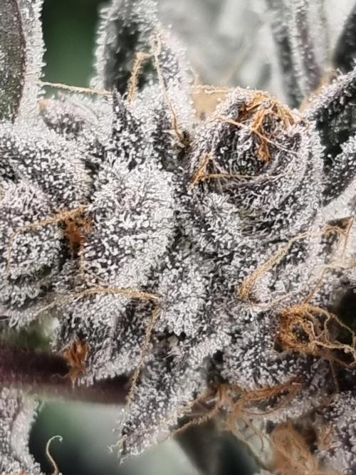 LCG Barney's farm and Backpack boys. Week 17