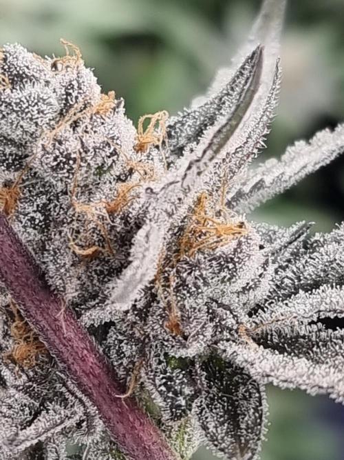 LCG Barney's farm and Backpack boys. Week 17