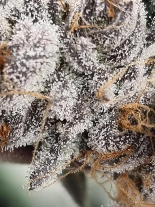 LCG Barney's farm and Backpack boys. Week 17