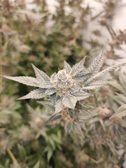 LCG Barney's farm and Backpack boys. Week 17