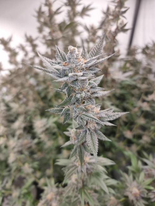 LCG Barney's farm and Backpack boys. Week 17