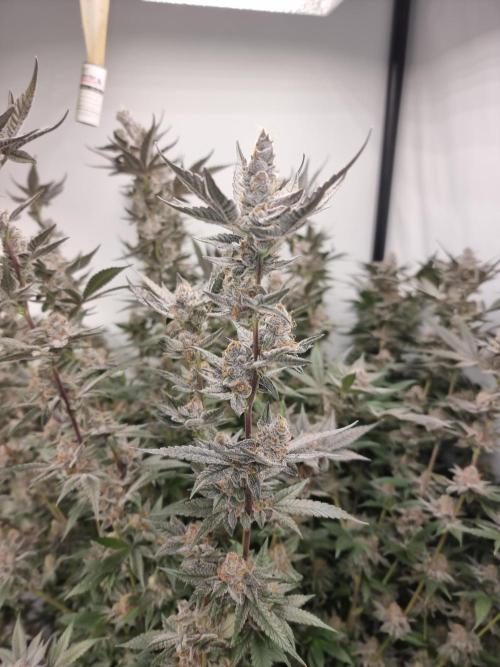 LCG Barney's farm and Backpack boys. Week 17