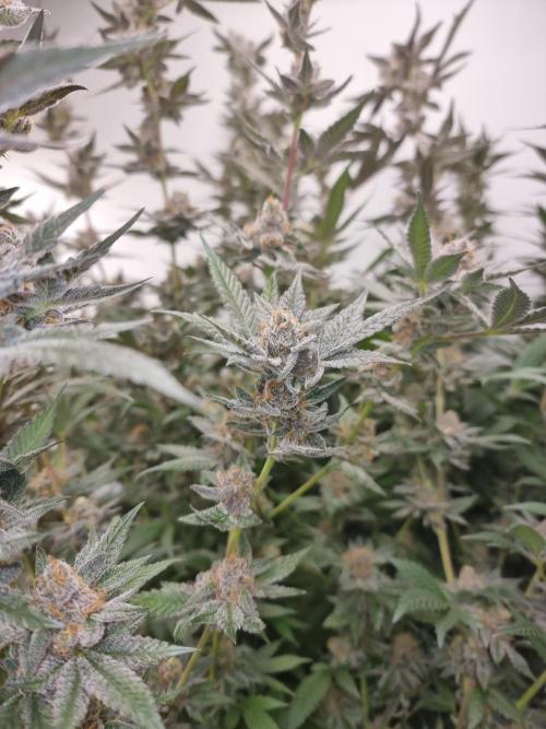 LCG Barney's farm and Backpack boys. Week 17