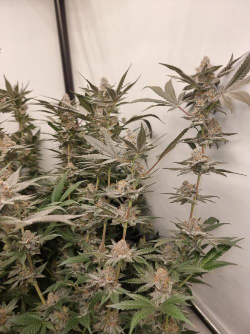 LCG Barney's farm and Backpack boys. Week 17