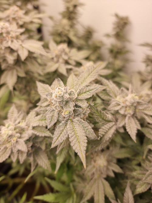 LCG Barney's farm and Backpack boys. Week 17