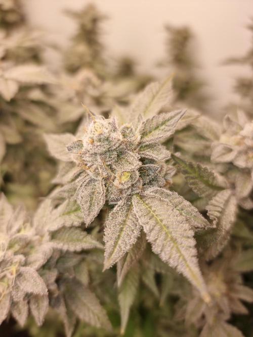 LCG Barney's farm and Backpack boys. Week 17