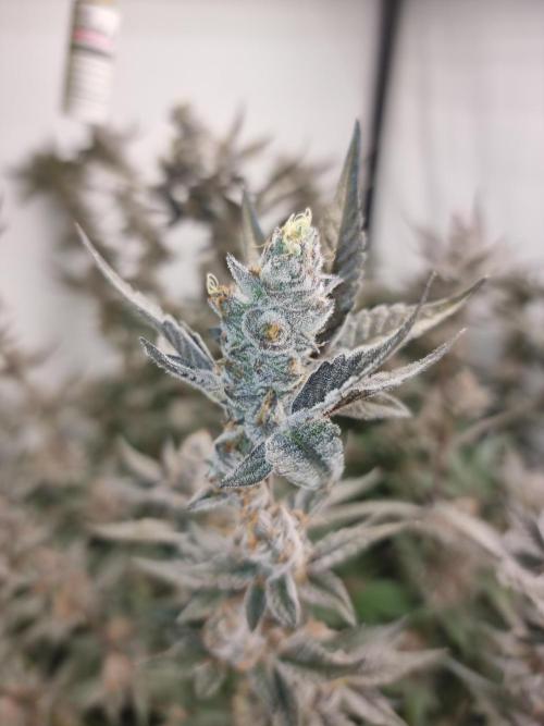 LCG Barney's farm and Backpack boys. Week 17