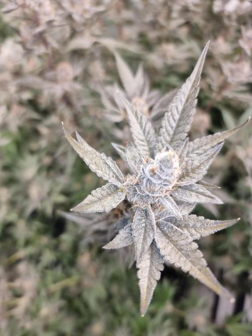 LCG Barney's farm and Backpack boys. Week 17