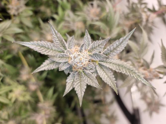 LCG Barney's farm and Backpack boys. Week 17