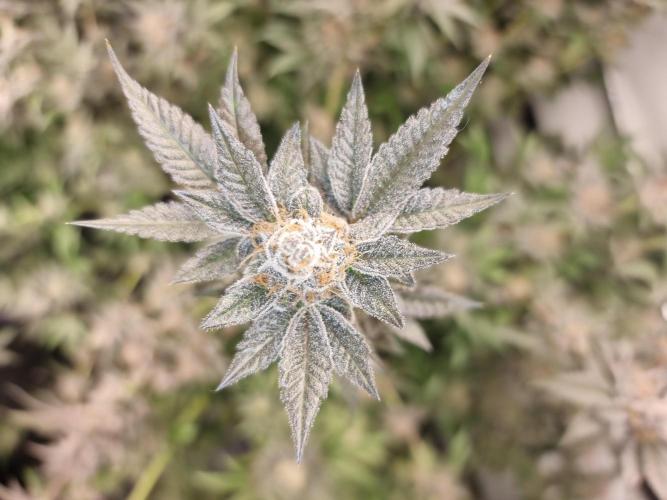 LCG Barney's farm and Backpack boys. Week 17