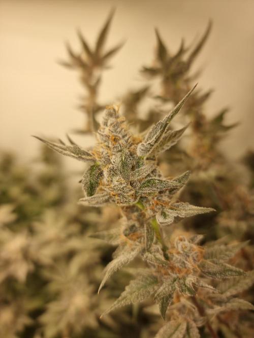 LCG Barney's farm and Backpack boys. Week 17