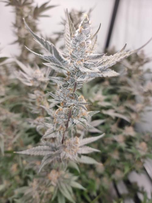 LCG Barney's farm and Backpack boys. Week 17