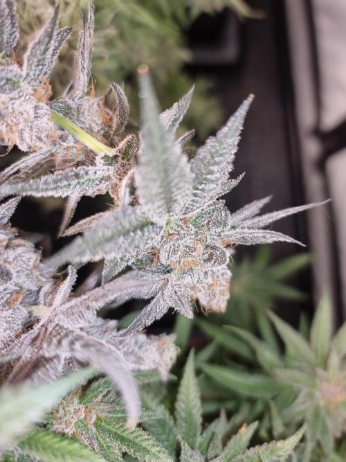 LCG Barney's farm and Backpack boys. Week 17