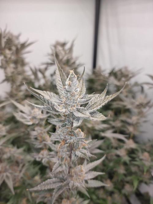 LCG Barney's farm and Backpack boys. Week 17