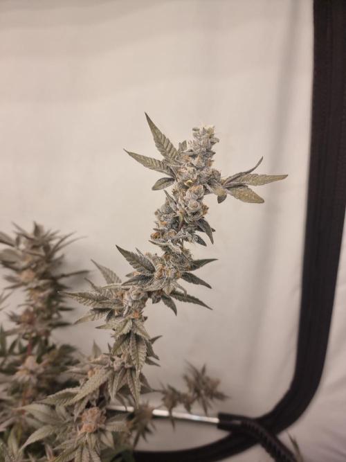 LCG Barney's farm and Backpack boys. Week 17