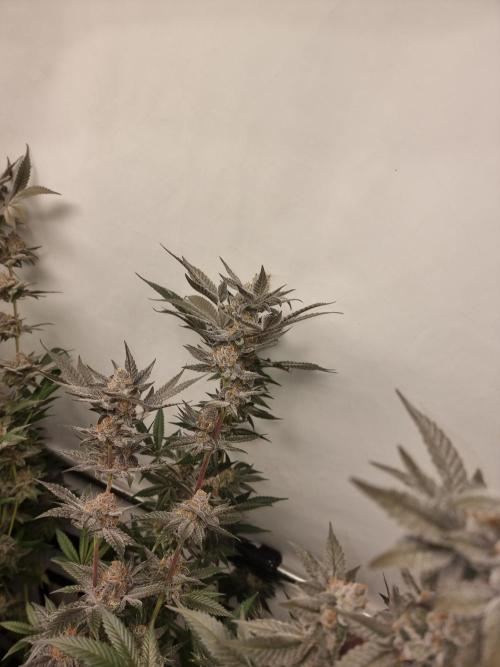 LCG Barney's farm and Backpack boys. Week 17