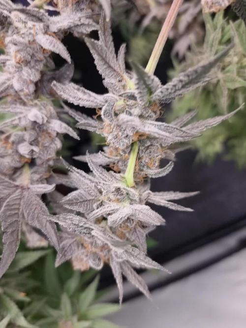 LCG Barney's farm and Backpack boys