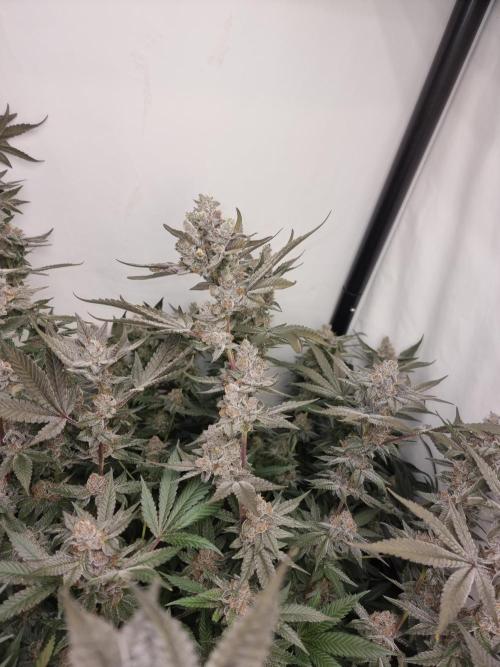 LCG Barney's farm and Backpack boys. Week 17