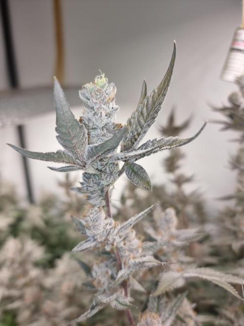 LCG Barney's farm and Backpack boys. Week 17