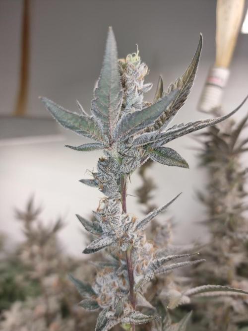 LCG Barney's farm and Backpack boys. Week 17